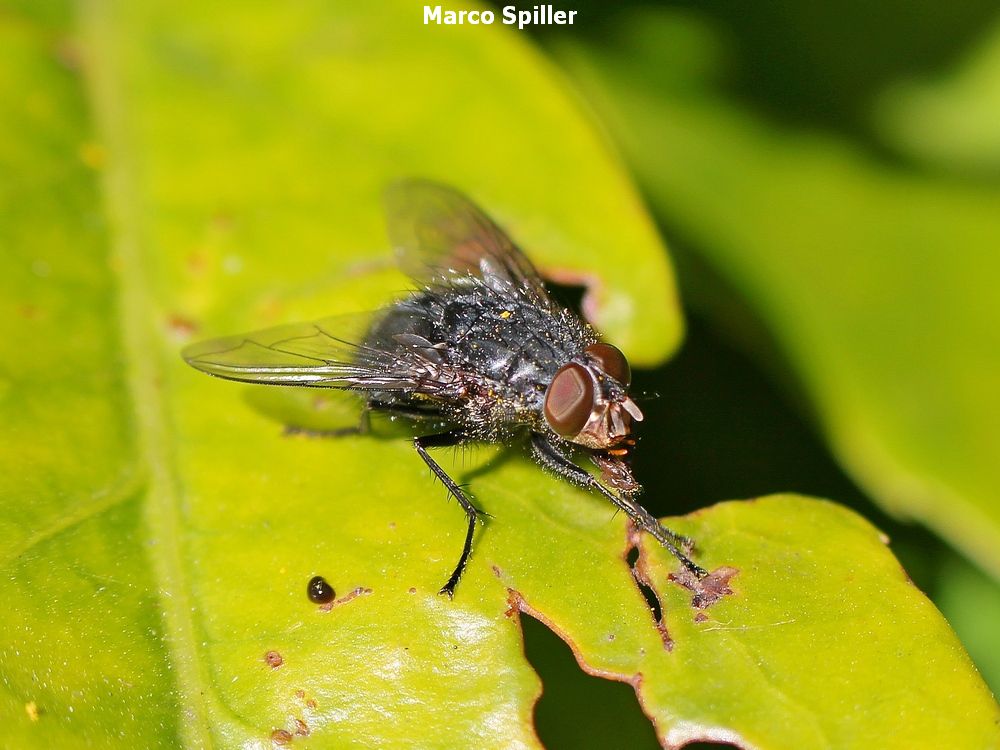 Calliphora vicina, maschio e femmina